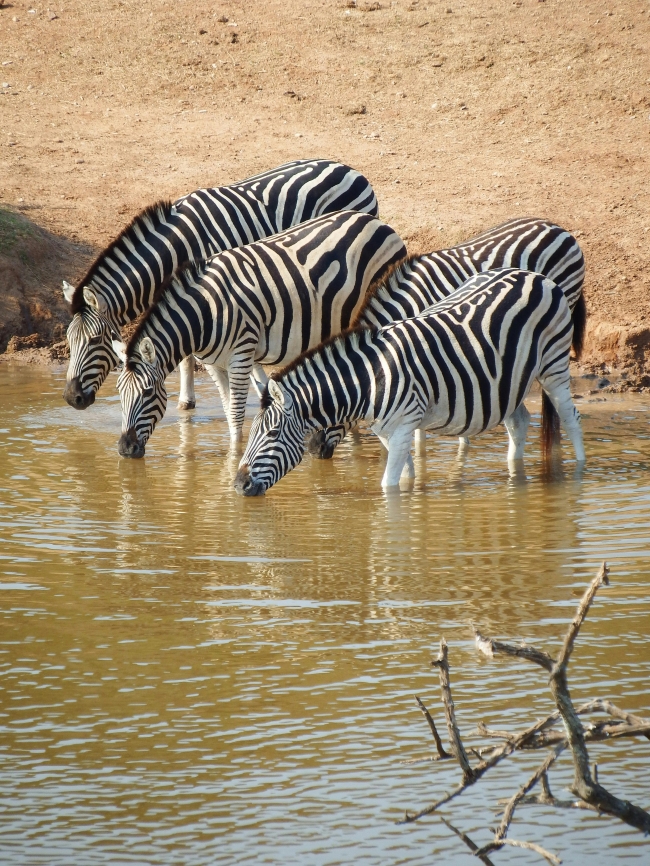 Safari: el Latido de frica - 08/11/2025