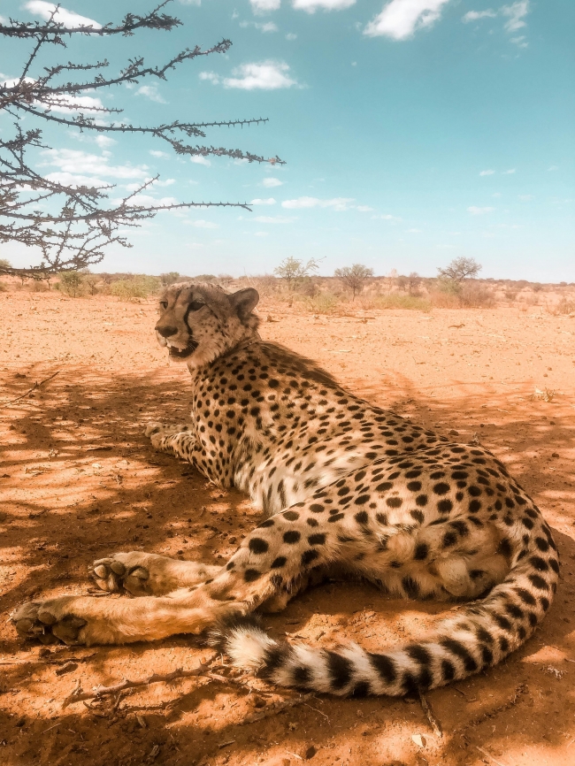 Safari: el Latido de frica - 08/11/2025