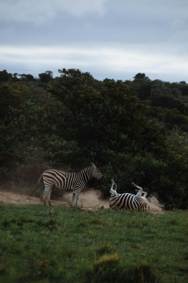 Safari: el Latido de frica - 08/11/2025