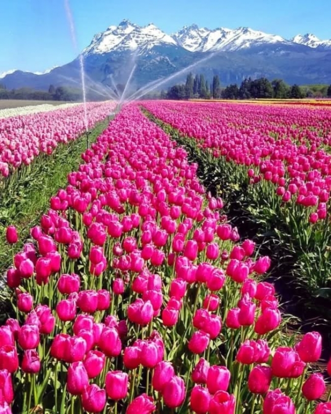 Esquel con campo de Tulipanes - octubre 2025