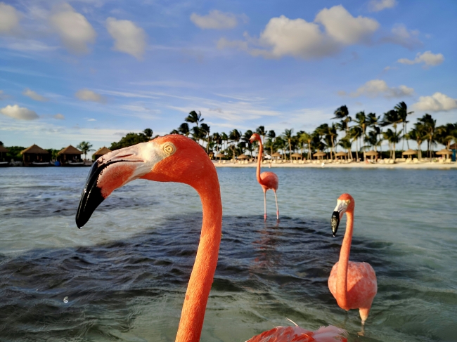 Aruba y Curazao
