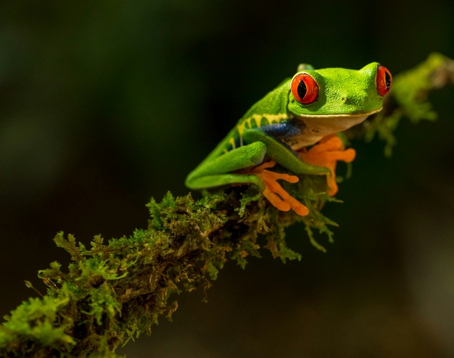 COSTA RICA M�GICA 