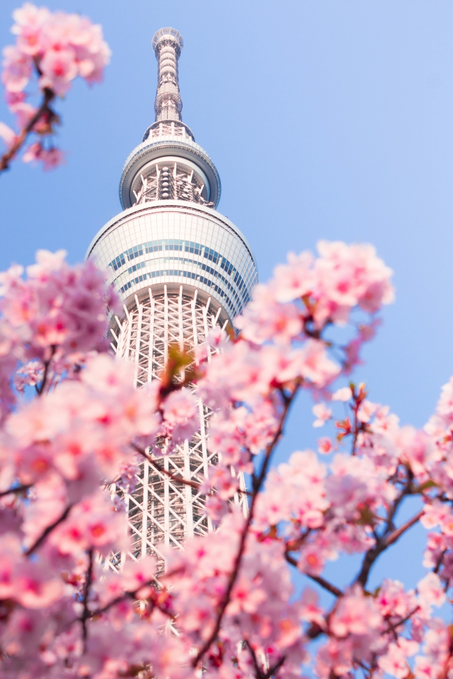 Jap�n Gran Tour 