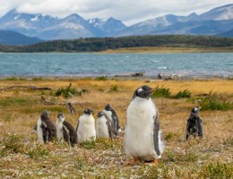 Ushuaia - vacaciones de invierno